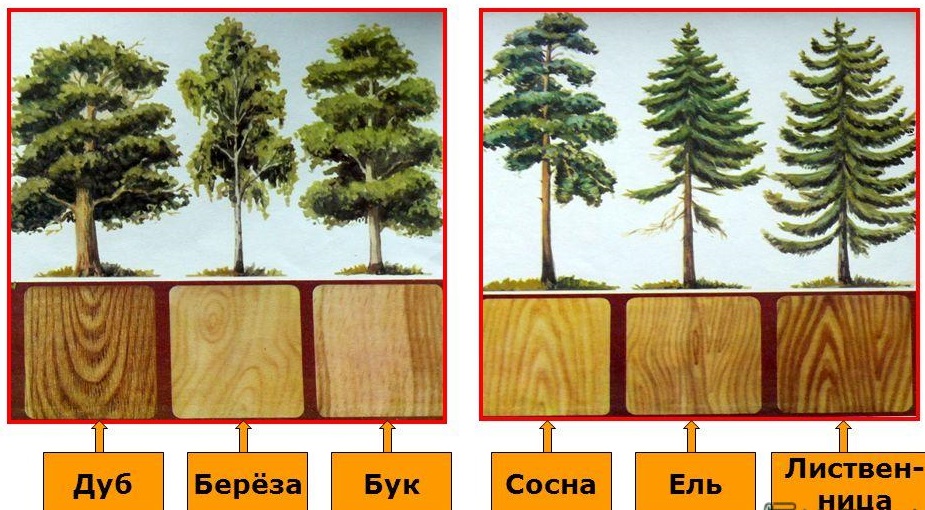 Породы массива дерева
